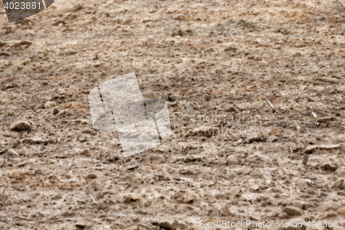 Image of field with young wheat