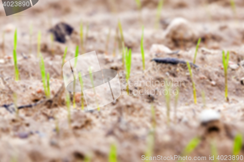 Image of field with young wheat