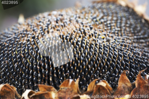 Image of sunflower seeds on