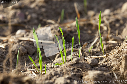 Image of young grass plants, close-up