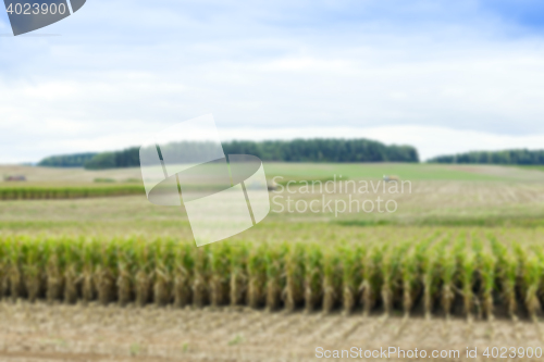 Image of collection corn crop, close-up