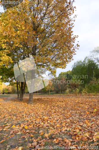 Image of autumn in the park