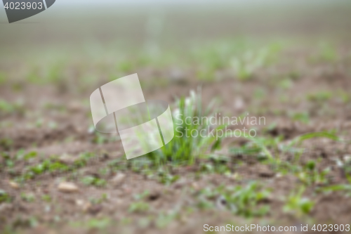 Image of young grass plants, close-up