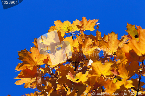 Image of autumn in the park