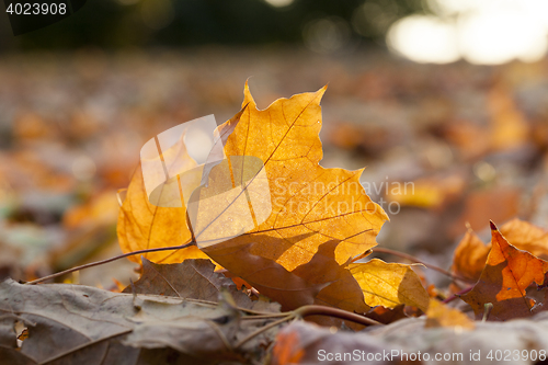 Image of fallen leaves in autumn