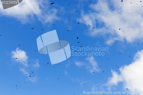 Image of birds flying in the sky