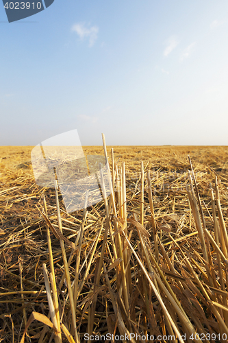 Image of straw after harvest