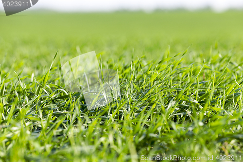 Image of young grass plants, close-up