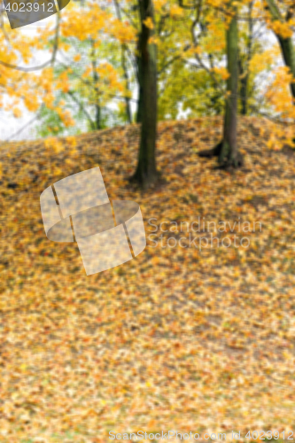 Image of autumn in the park