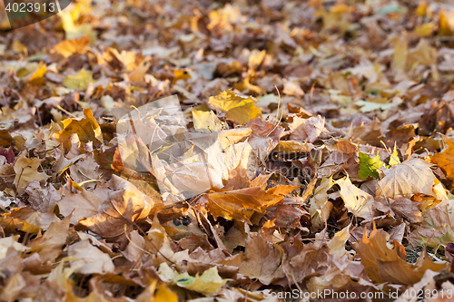 Image of The fallen to the ground