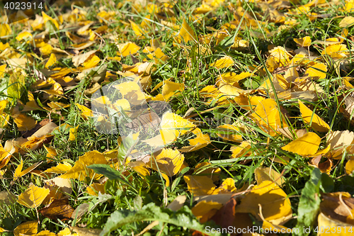Image of autumn foliage, trees,