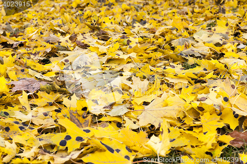 Image of autumn in the park