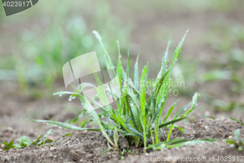 Image of young grass plants, close-up