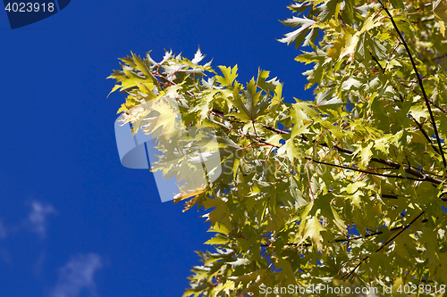 Image of yellowed maple leaves