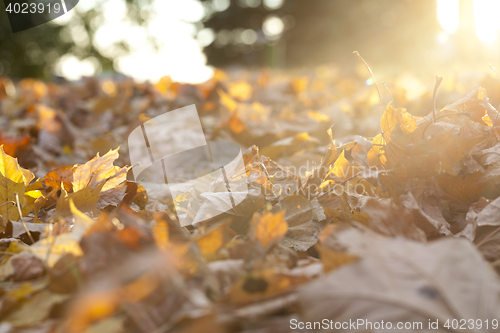 Image of autumn in the park