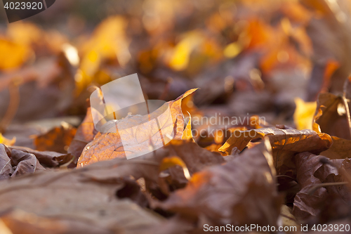 Image of yellowing leaves on the trees