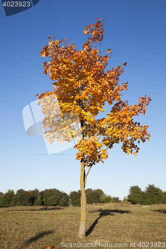 Image of autumn in the park