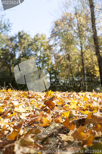 Image of fallen leaves in autumn