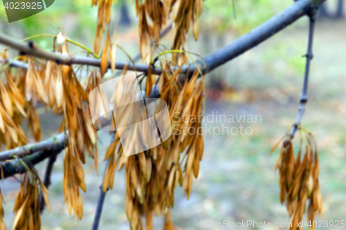 Image of autumn in the park