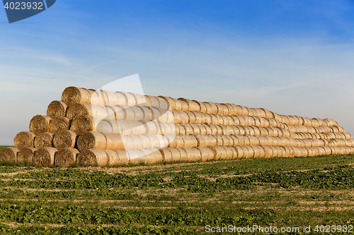 Image of stack of straw in the field