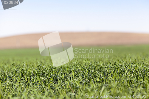 Image of young grass plants, close-up