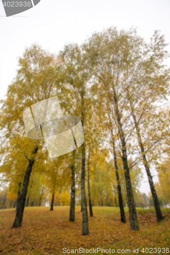 Image of autumn in the park