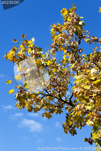 Image of yellowing leaves on the trees