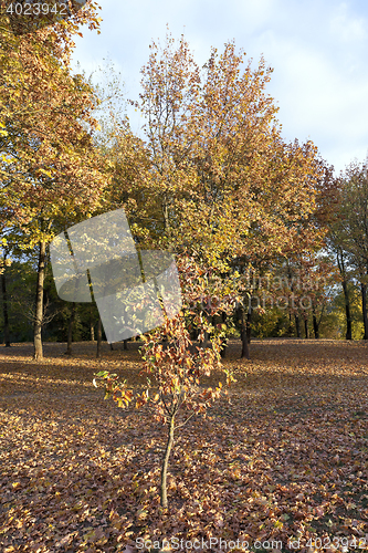 Image of yellowing leaves on the trees