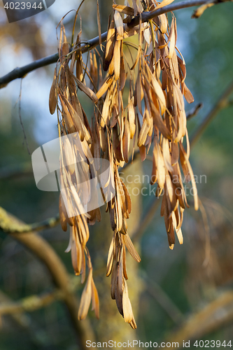 Image of maple seeds fall