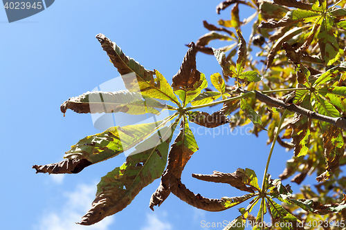 Image of autumn in the park