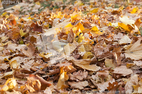 Image of The fallen to the ground.