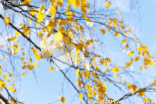 Image of birch tree in autumn