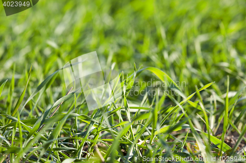 Image of young grass plants, close-up