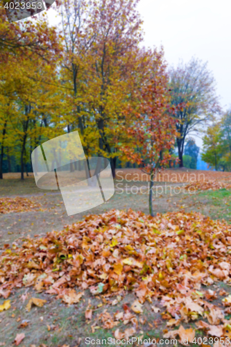 Image of autumn in the park