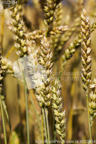 Image of ripe ears of cereal