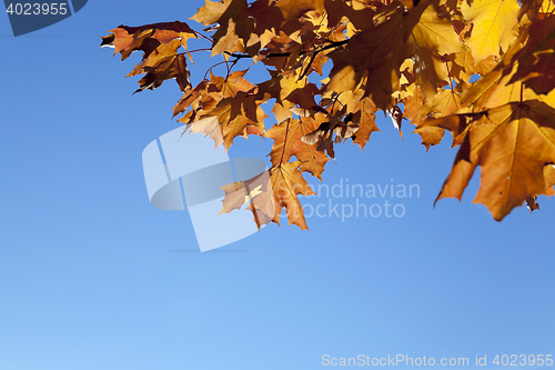 Image of yellowing leaves on the trees