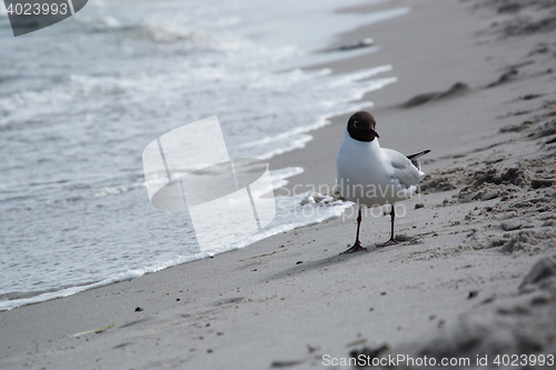 Image of Dove at the beach in Zingst, Darss, Germany