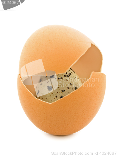 Image of Quail Egg