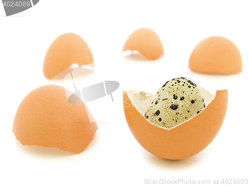 Image of Quail Egg