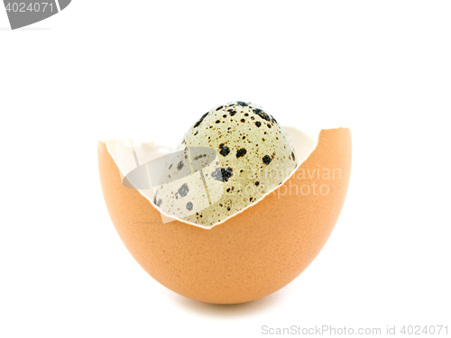 Image of Quail Egg