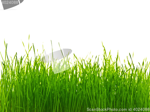 Image of Grass