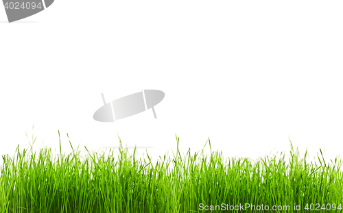 Image of Grass