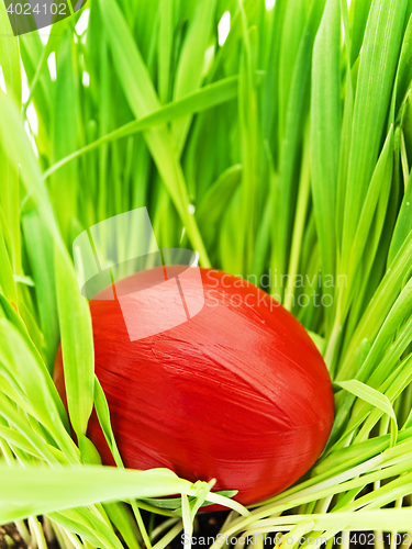 Image of Easter Egg In Grass