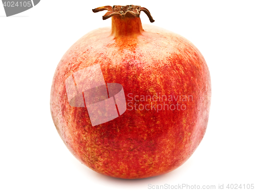Image of Red Pomegranate
