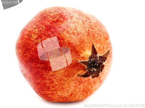 Image of Red Pomegranate