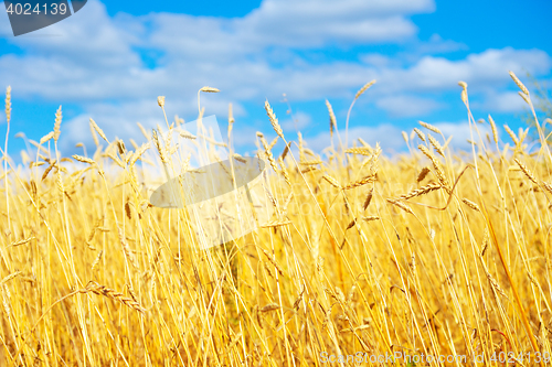 Image of golden wheat field