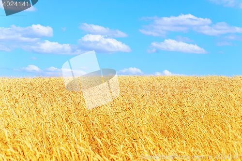 Image of golden wheat field