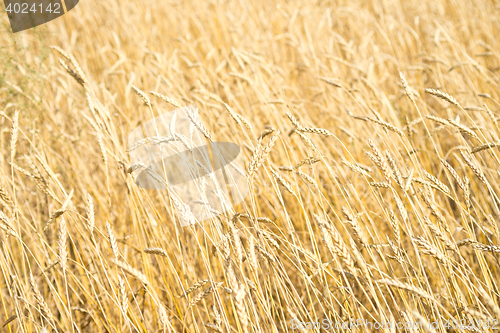 Image of golden wheat field