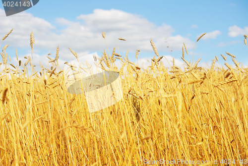 Image of golden wheat field