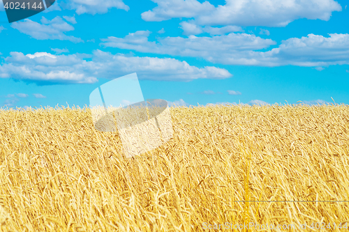 Image of golden wheat field